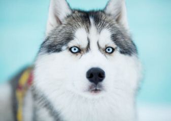 My Siberian Husky Kennels - Dog and Puppy Pictures