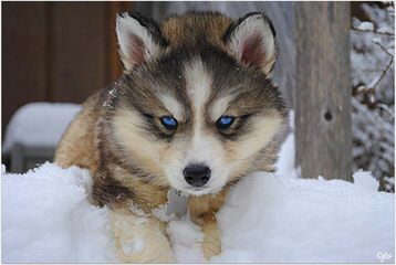 Tundra Storm Siberians - Dog Breeders