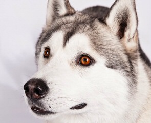 Siberian Husky Pups For Sale - Dog Breeders