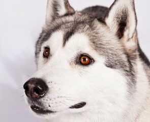 Howl’n Wind Siberian Huskies - Dog Breeders