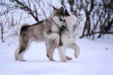 Sekia’s siberian Huskies - Dog Breeders