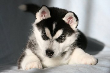 Siberian Husky Pups For Sale - Dog Breeders