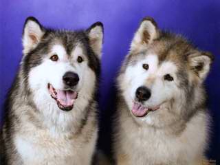 My Siberian Husky Kennels - Dog and Puppy Pictures