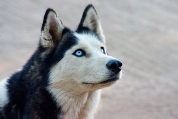 Sekia’s siberian Huskies - Dog Breeders