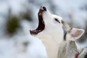 Sno Noz Reg’d Siberians - Dog and Puppy Pictures