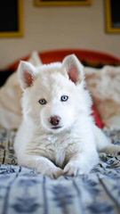 Sno Noz Reg’d Siberians - Dog Breeders