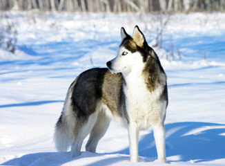 Siberian Husky - Dog Breeders