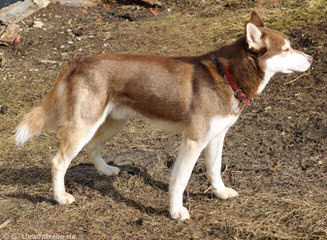 Seirra Siberian Huskies - Dog Breeders