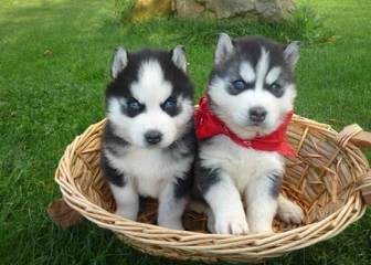 Heather’s Huskies - Dog Breeders