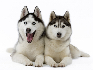 Free Amazing Husky Mix Dog - Dog Breeders