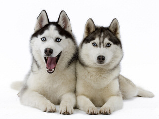 My Siberian Husky Kennel - Dog Breeders