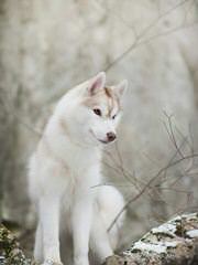 Pomsky and Siberian Husky Puppies - Dog Breeders