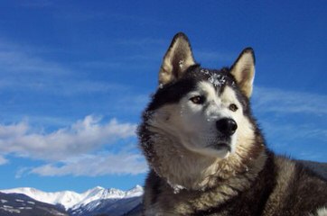 CHARM OF NORD - Dog Breeders