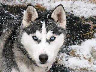 Pomsky and Siberian Husky Puppies - Dog Breeders