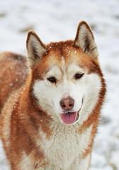 Bruck’s Siberian Huskies - Dog Breeders