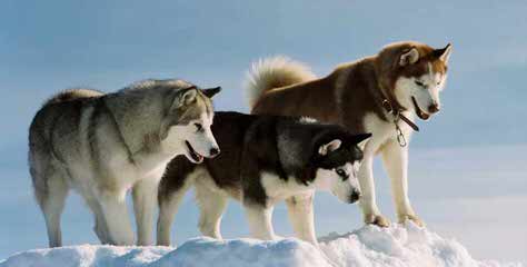 My Siberian Husky Kennel - Dog Breeders