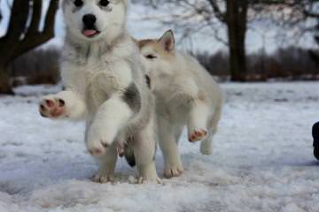 DELIGHTFUL LITTLE ANGELS - Dog and Puppy Pictures