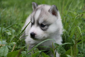 Huskies Extraordinaire Of Cafitachiqui - Dog Breeders