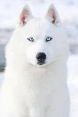 Tundra Storm Siberians - Dog Breeders