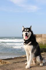 Akc Siberian Husky Wants To Be A Dad - Dog and Puppy Pictures