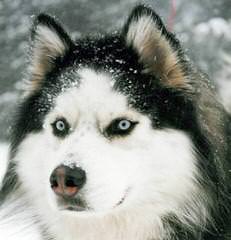 Seirra Siberian Huskies - Dog Breeders