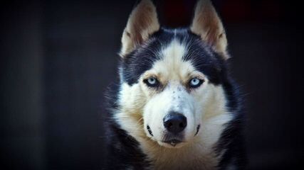 Heather’s Huskies - Dog Breeders