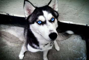 Looking For Male Husky To Breed With - Dog Breeders