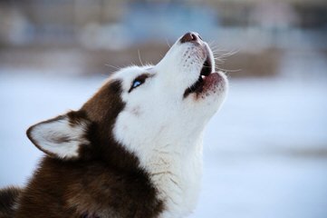 Dakine Siberian Huskies - Dog Breeders