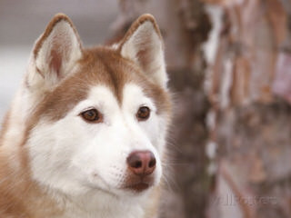 Pomsky and Siberian Husky Puppies - Dog Breeders