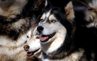 Looking For Siberian Love - Dog Breeders