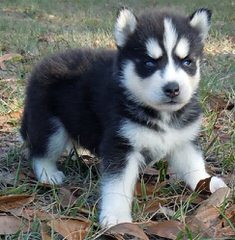 Siberian Kennels - Dog and Puppy Pictures