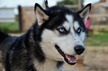 My Siberian Husky Kennels - Dog Breeders