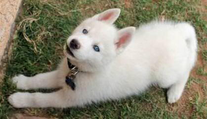 Howl’n Wind Siberian Huskies - Dog and Puppy Pictures