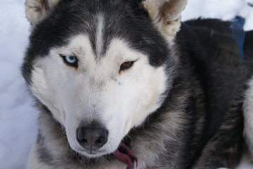Northern Slope Siberians - Dog Breeders