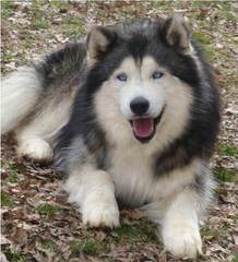 Siberian Husky Pups For Sale - Dog Breeders