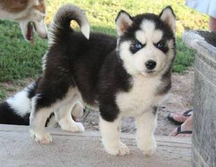 Siberian Husky Pups For Sale - Dog Breeders