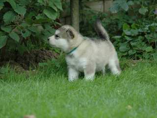 JAMAICA HUSKY - Dog and Puppy Pictures