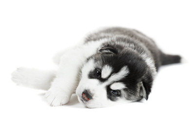 Bruck’s Siberian Huskies - Dog and Puppy Pictures