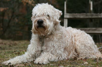 Soft Coated Wheaten Terrier Dogs and Puppies