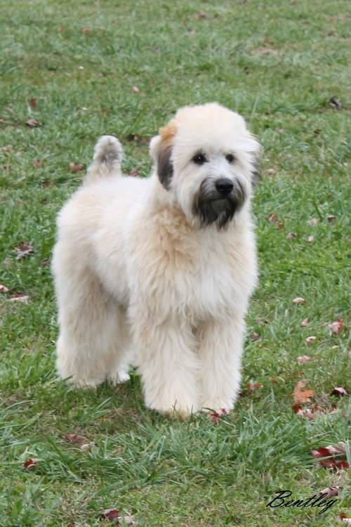 wheaten breeders