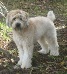 Liberty Farm Wheatens - Dog and Puppy Pictures