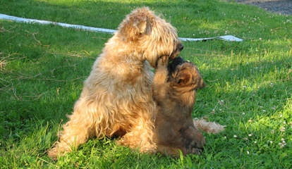 Zulusky Spanish Waterdogs - Dog and Puppy Pictures