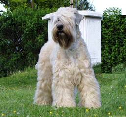 Soft Coated Wheaten Terrier - Dog and Puppy Pictures