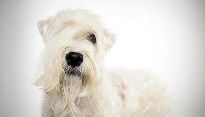 North Carolina Wheaten Terriers - Dog Breeders