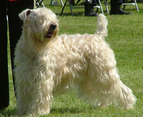 Soft Coated Wheaten Terrier - Dog Breeders