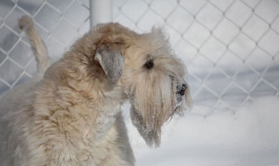 Soft Coated Wheatens Puppies - Dog Breeders