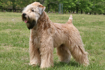 Soft Coated Wheatens Puppies - Dog and Puppy Pictures