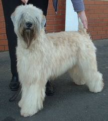 Soft Coated Wheatens Puppies - Dog Breeders