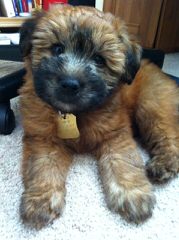 Soft Coated Wheaten Terriers - Dog Breeders