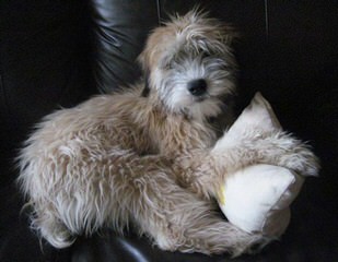 Liberty Farm Wheatens - Dog Breeders